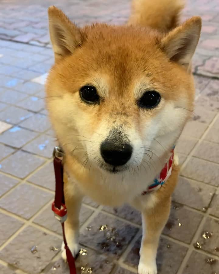 豆柴 サニーちゃんのインスタグラム