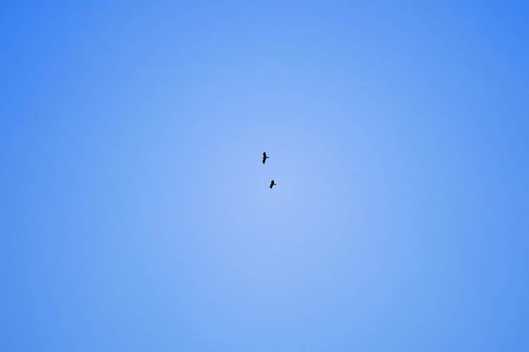 チャウ・パッホウのインスタグラム：「💜」