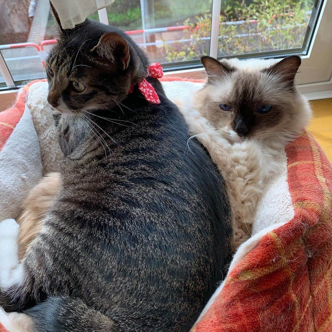 takegaeruのインスタグラム：「涼しくなったらみっちり❤️ #cat #猫 #ragdoll #ラグドール #ホワイトポッチーズ #よもねこ #よもぎねこ #キジトラ #きじとら」