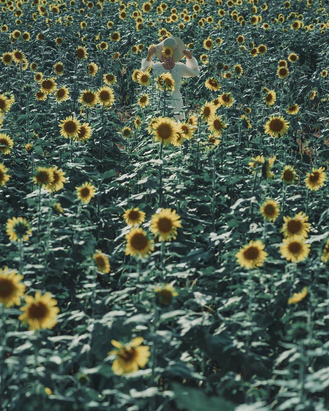 wacameraのインスタグラム：「「hide-and-seek」  Our summer is over.  The sunflower, which symbolizes summer, bloomed well even in "Japan in this complicated situation". I'm sure it will bloom more beautifully next year.  傾き始めた日に照らされるひまわりを撮りたくて。少し絞ったのは手前のひまわりも形を残したかったから。α7Cのフルサイズセンサーの描写力はとても美しい。  こちらで他の写真も見られます。 ソニーα Universe スペシャルコンテンツ 「NEWgeneration」 sony.jp/ichigan/a-universe/special_newgen/   提供：ソニーマーケティング株式会社」