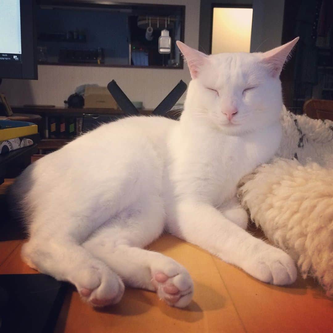 岡田屋鉄蔵のインスタグラム：「貫禄出てきましたねえ。 まだ中身は赤ちゃんだけど。」