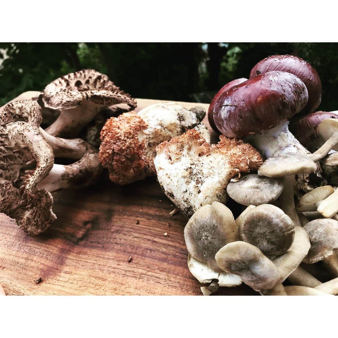 journaleatripさんのインスタグラム写真 - (journaleatripInstagram)「mushroom season  山にわけ入りキノコハンターが採ってくる 岩手から届くきのこがまぁ楽しい美味しい。 このシーズンきのこによろめきまくりです。 そして 大西シェフのホロホロの鷄のコンソメスープ 美味しいっ！！ . コンソメこそ見かけはシンプルだけど その人の人柄や料理への姿勢がストレートに反映される最も緊張するスープだと私は思っているので とても嬉しくなってしまった。  みなさまこんな機会を有難うございました。  #snow peak#ムックリ#solosolo #コンソメスープ#受け継ぎたいレセピでもコンソメスープ」10月11日 16時13分 - eatripjournal