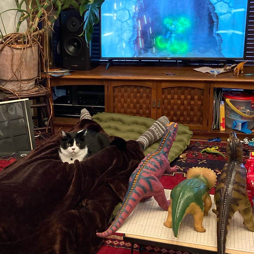 のインスタグラム：「家がカオス #右から #恐竜 #恐竜 #恐竜 #猫」