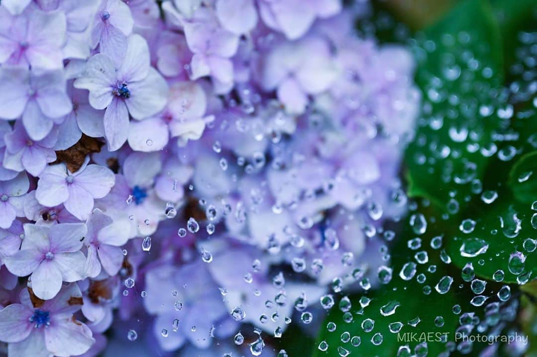 mikaestのインスタグラム：「Hydrangea . Nikon Z7 NIKKOR Z 50mm f/1.8 S . お散歩にも持って行きやすいレンズですよね😆 . . とりあえず自分のギャラリー内で、急ピッチに季節を進めております…笑 .」