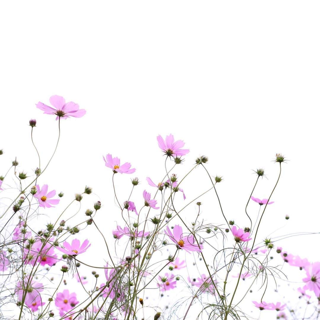 harumiのインスタグラム：「COSMOS🌸Cosmos🌸cosmos. . なぜかお花の写真ばかり投稿してますが. 考えてみたら. お花畑って人生お初だったったいう…🔰. . コスモス🌸🌸🌸.」