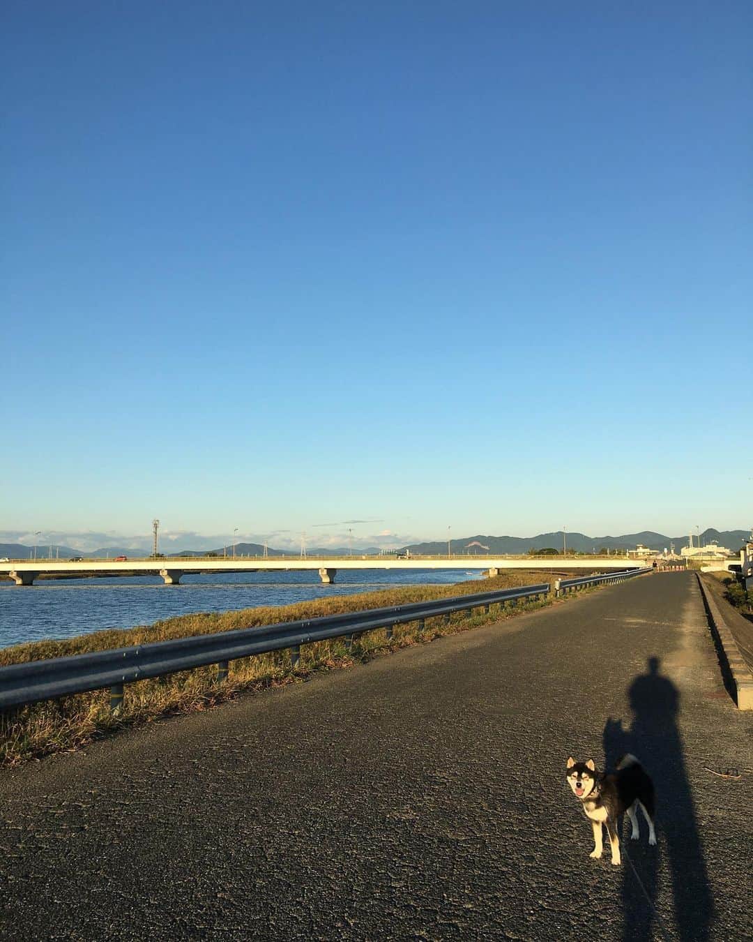 しんたのインスタグラム：「雲ひとつ無い青空っ❗️ って、書こうと思ったら 遠くにすげーいっぱい雲があった🤭 🤣🤣🤣 ・ #イマソラ#とよがわ#わんだふるjapan  #犬バカ部#いぬら部#青空とマロン #堤防#犬のいる暮らし#マロン#日本犬」