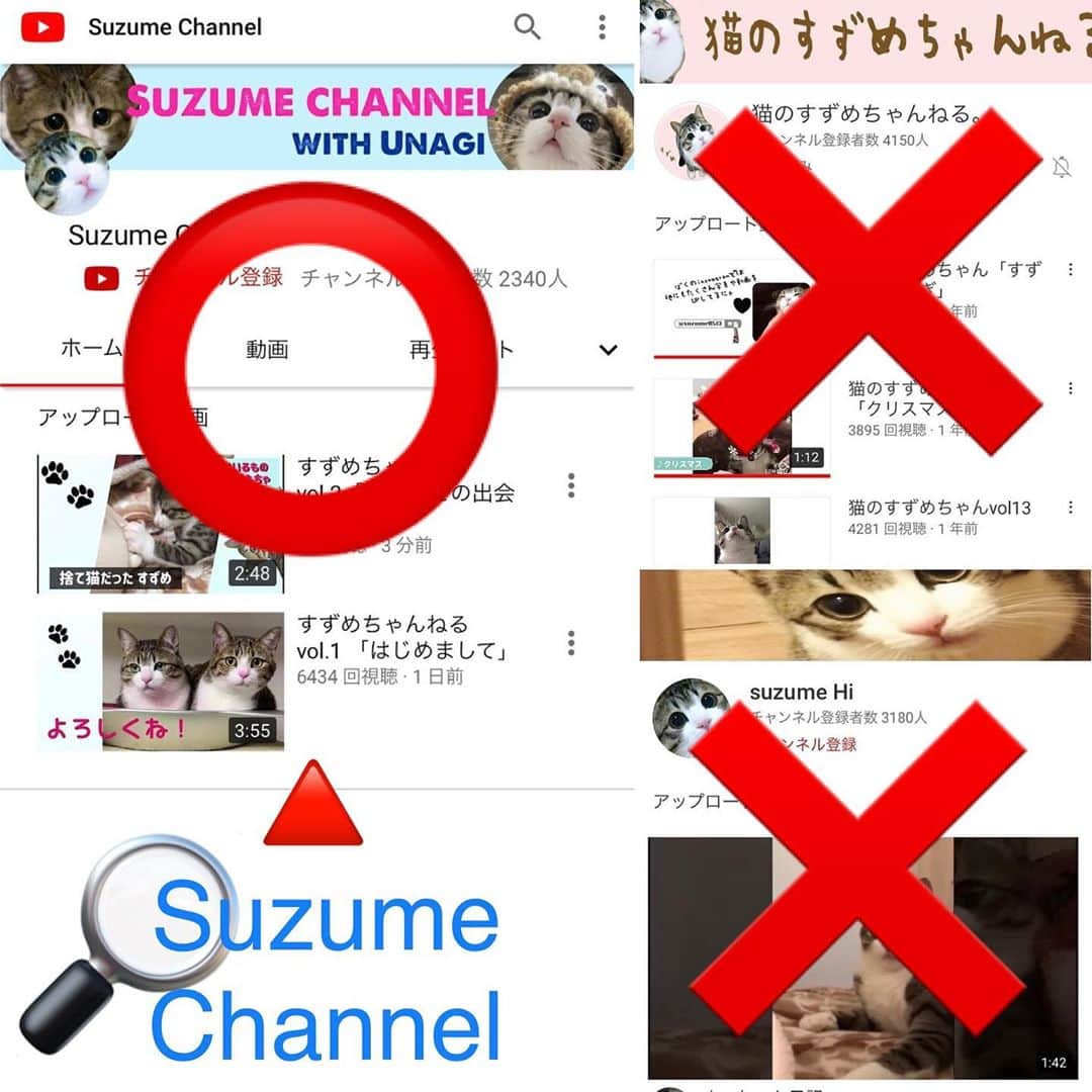 すずめくんさんのインスタグラム写真 - (すずめくんInstagram)「🐣🐣  久しぶりに… BABYすーちゃんの歩行シリーズ🐾❤️ なんでいつもおそるおそる…😹  #子猫 #ウォーキング #walking   すずめのYouTube、チャンネル登録＆視聴してくださったみなさま❣️ ありがとうございます😺  少しまぎらわしいアカウントがあって間違えやすいかと思います🙇‍♂️(2枚目) "Suzume Channel" が飼い主がはじめたアカウントですのでよろしくお願いします🙇‍♂️  Suzume's YouTube channel❣️ "Suzume Channel" ←⭕ "猫のすずめちゃんねる" ←❌(事務所運営 更新終了🙅🏼‍♂️) "Suzume Hi" ←❌(以前飼い主の弟が運営 更新終了🙅)  please note that it is easy to make a mistake.🙇‍♂️」10月11日 17時21分 - suzume0513
