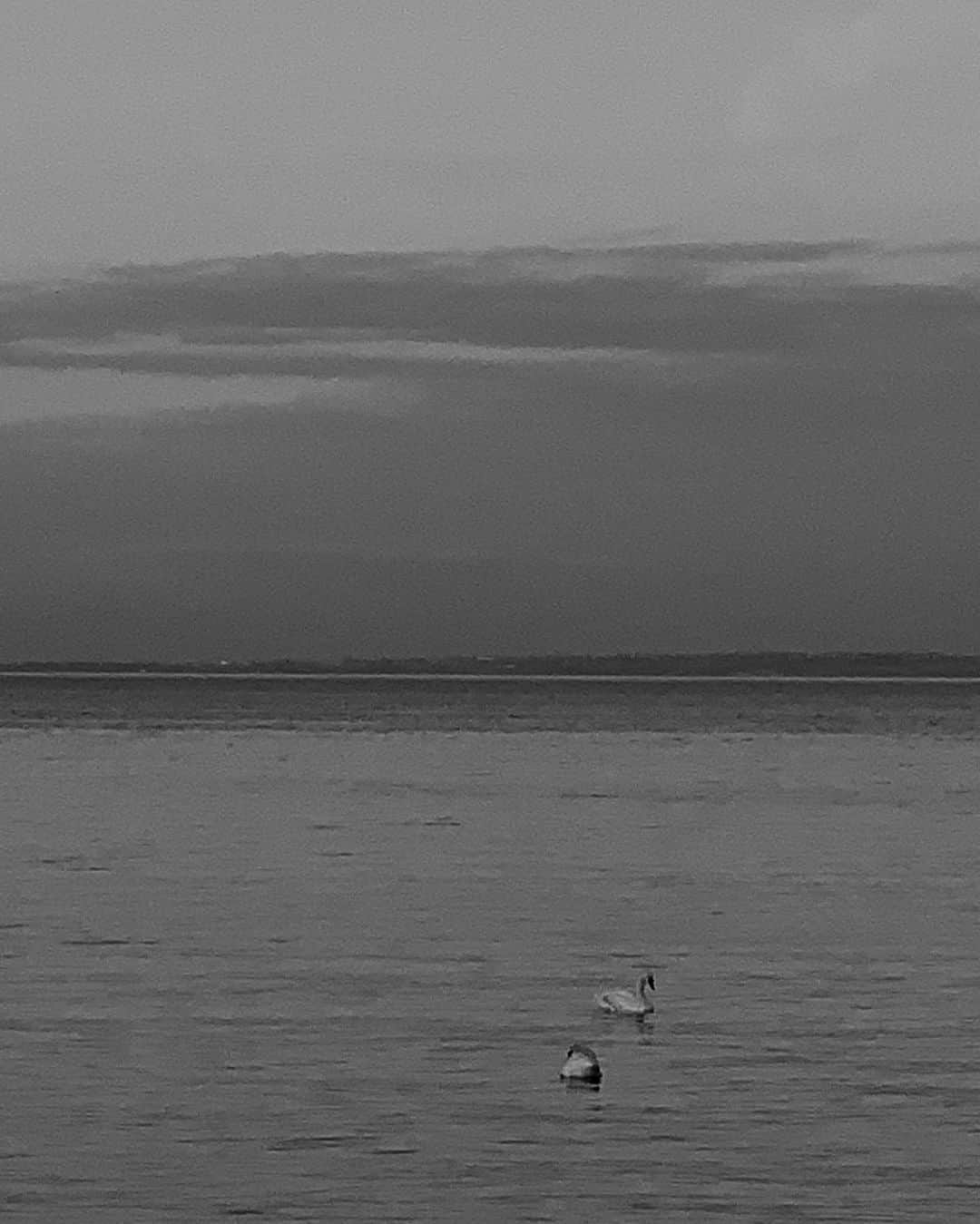 Mathilde Goehlerのインスタグラム：「On my walk 🦢」