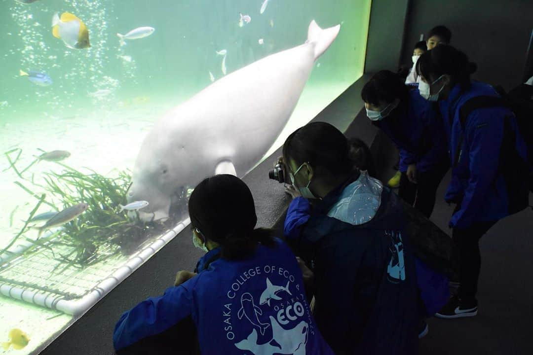 大阪ECO動物海洋専門学校さんのインスタグラム写真 - (大阪ECO動物海洋専門学校Instagram)「【ドルフィントレーナー専攻】 1年生が鳥羽水族館・伊勢シーパラダイスへ見学に行ってきました👣 卒業生も頑張ってましたよ🤗✨  #大阪eco #大阪ECO動物海洋専門学校 #動物 #専門学校 #動物看護師 #ドッグトレーナー  #ペットトリマー #ドルフィントレーナー #飼育 #アクアリスト #水族館 #水族館好き #飼育員 #海獣トレーナー」10月11日 17時49分 - osaka_eco