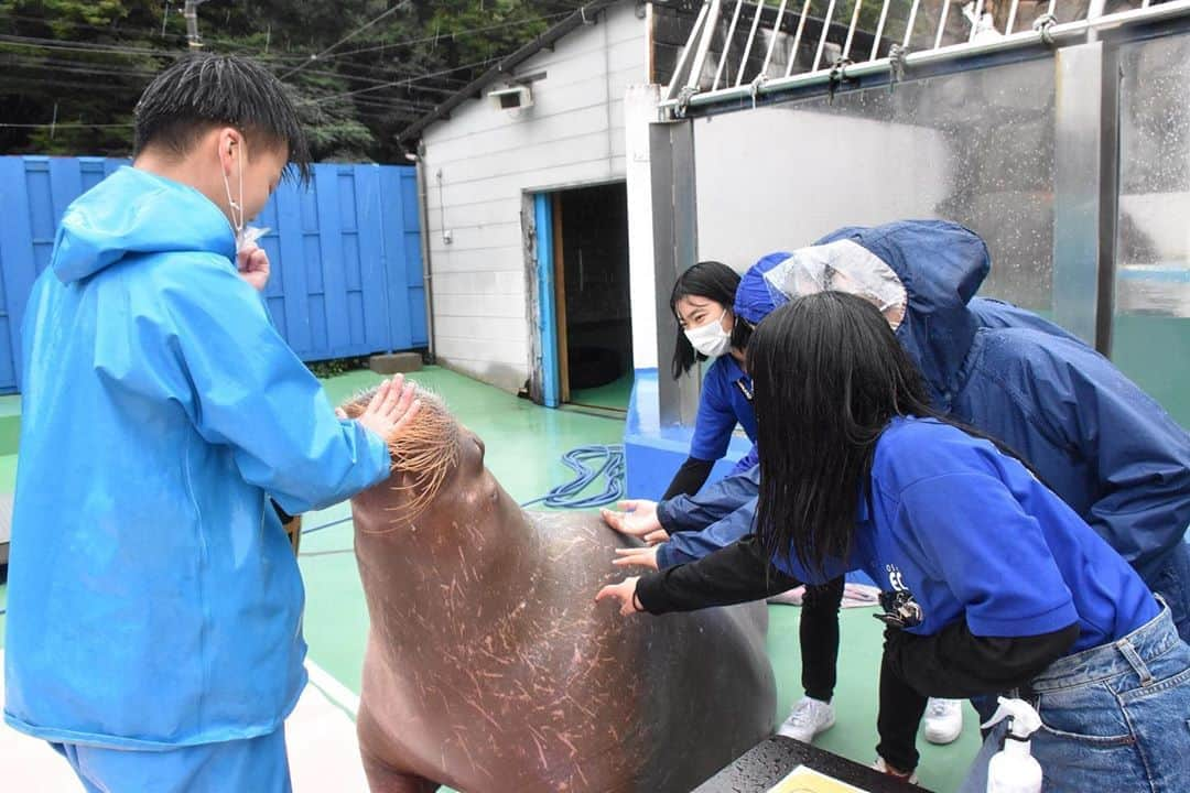 大阪ECO動物海洋専門学校さんのインスタグラム写真 - (大阪ECO動物海洋専門学校Instagram)「【ドルフィントレーナー専攻】 1年生が鳥羽水族館・伊勢シーパラダイスへ見学に行ってきました👣 卒業生も頑張ってましたよ🤗✨  #大阪eco #大阪ECO動物海洋専門学校 #動物 #専門学校 #動物看護師 #ドッグトレーナー  #ペットトリマー #ドルフィントレーナー #飼育 #アクアリスト #水族館 #水族館好き #飼育員 #海獣トレーナー」10月11日 17時49分 - osaka_eco