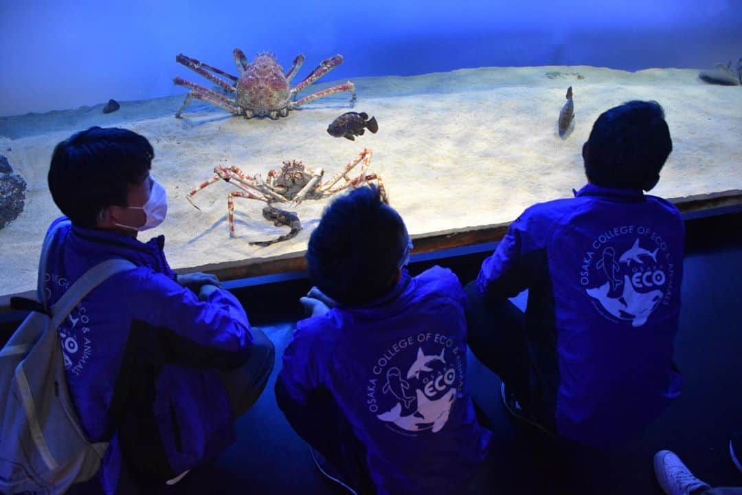 大阪ECO動物海洋専門学校さんのインスタグラム写真 - (大阪ECO動物海洋専門学校Instagram)「【ドルフィントレーナー専攻】 1年生が鳥羽水族館・伊勢シーパラダイスへ見学に行ってきました👣 卒業生も頑張ってましたよ🤗✨  #大阪eco #大阪ECO動物海洋専門学校 #動物 #専門学校 #動物看護師 #ドッグトレーナー  #ペットトリマー #ドルフィントレーナー #飼育 #アクアリスト #水族館 #水族館好き #飼育員 #海獣トレーナー」10月11日 17時49分 - osaka_eco