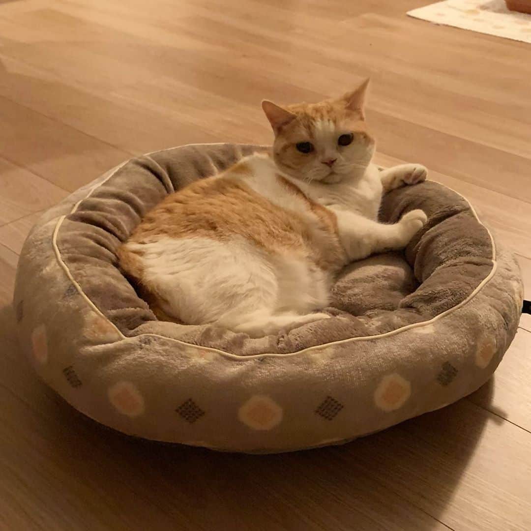 のインスタグラム：「うめちゃんも入る🌼（＾ν＾） #cat #うめちゃん」