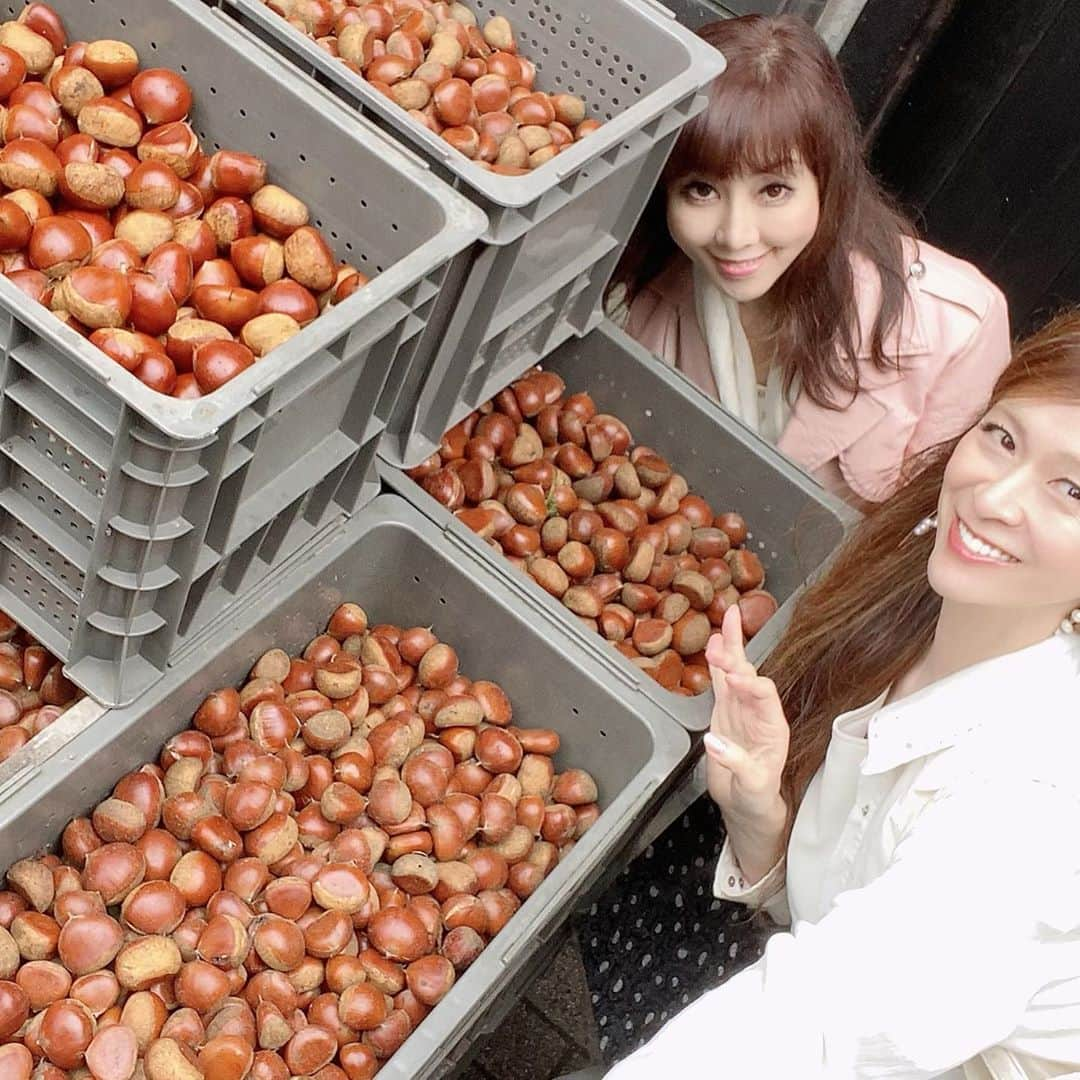 里井真由美さんのインスタグラム写真 - (里井真由美Instagram)「#🇯🇵#chestnut #obuse #suzaku 長野県 小布施堂「栗点心  朱雀(すざく)」でございます〜  🔻繊細でサラサラな栗の糸のよう。食べたらシュッと一瞬まとまり、香り良く溶けてゆく〜  →2.3枚め動画、断面)中には栗あんが入っています。 モンブランでも和菓子でもない、朱雀だけの魅力です。全国からファンの皆さまが殺到するのも納得です😌♡ 私も数年ぶりに頂けました。  小布施堂本店ではお土産もたくさんあります。おすすめは 本店限定の栗大福🌰  東京で買えるものもあるのですが「新栗」を味わえるのは 今だけなので、蒸しようかんなども購入♡ 初もの好きやなぁ。😂 ww  結局、小布施で 焼き栗、栗おこわ、和栗モンブラン、長野に移動し、またモンブラン。と栗づくしな1日〜  台風を心配しつつも、雨雲を蹴散らす勢いで貴美ちゃんと食べまくりでした😂😅😂🤣🌰🌰🌰🌰  今回は和栗好きの貴美さんとお2人で♪と、優美子さんにお席頂きました。 貴重なご縁をありがとうございます 😊🙏  🌰小布施 栗たび♡ 伺ったところは また後日更新してまいりますね〜   #小布施堂本店 #小布施堂#朱雀#すざく#長野#里井真由美#和栗#栗#小布施栗たび#mayumisatoi #さといいね#ありが糖運動」10月11日 18時34分 - mayumi.satoi