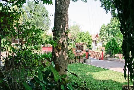 タイ国政府観光庁さんのインスタグラム写真 - (タイ国政府観光庁Instagram)「・﻿ ＼🍽️スコータイで行きたいレストラン🍽️／﻿ ﻿ 今回は、メーランパン川のほとりにある「ナムカーン・スコータイ・レストラン」をご紹介😘﻿ ﻿ 「レジェンダ・スコータイ・リゾート」の中にあるタイ料理レストランは、観光スポットである「スコータイ歴史公園」も近く、観光客に人気があります💁﻿ ﻿ おすすめなのは「雷魚」⚡️を使ったカレームースやスープ、鶏を藁などで蒸し焼きにしたガイ・オップファーン😋﻿ 店内ではダンスショーを見ながらディナーを楽しめます💃✨﻿ ﻿ #タイ美食レストラン #タイ #スコータイ #タイ料理 #タイ料理大好き #食べるの大好き #食べるの好きな人と繋がりたい #こんなタイ知らなかった #もっと知りタイ #タイ旅行  #スコータイ旅行 #旅好きな人と繋がりたい #旅行好きな人と繋がりたい #海外旅行 #thailand #sukhothai #sukhothaitrip #legendasukhothai #thaifood #thaifoodstagram #amazingthailand #thailandtravel #thailandtrip #thai #thaistagram #lovethailand」10月11日 18時40分 - amazingthailandjp