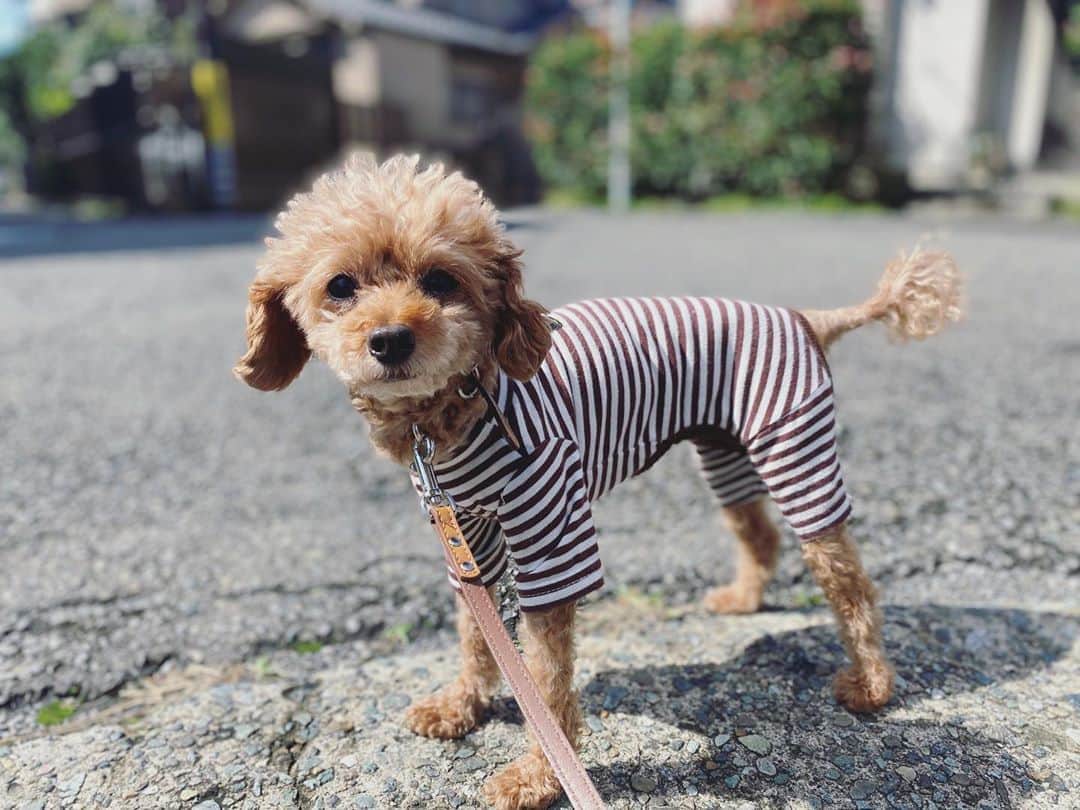 石川龍のインスタグラム：「束の間の晴れ間を狙いすましてお散歩🚶‍♂️ #まめきち #トイプードル #トイプードル女の子 #toypoodle  #toypoodlegram  #toypoodlelove」