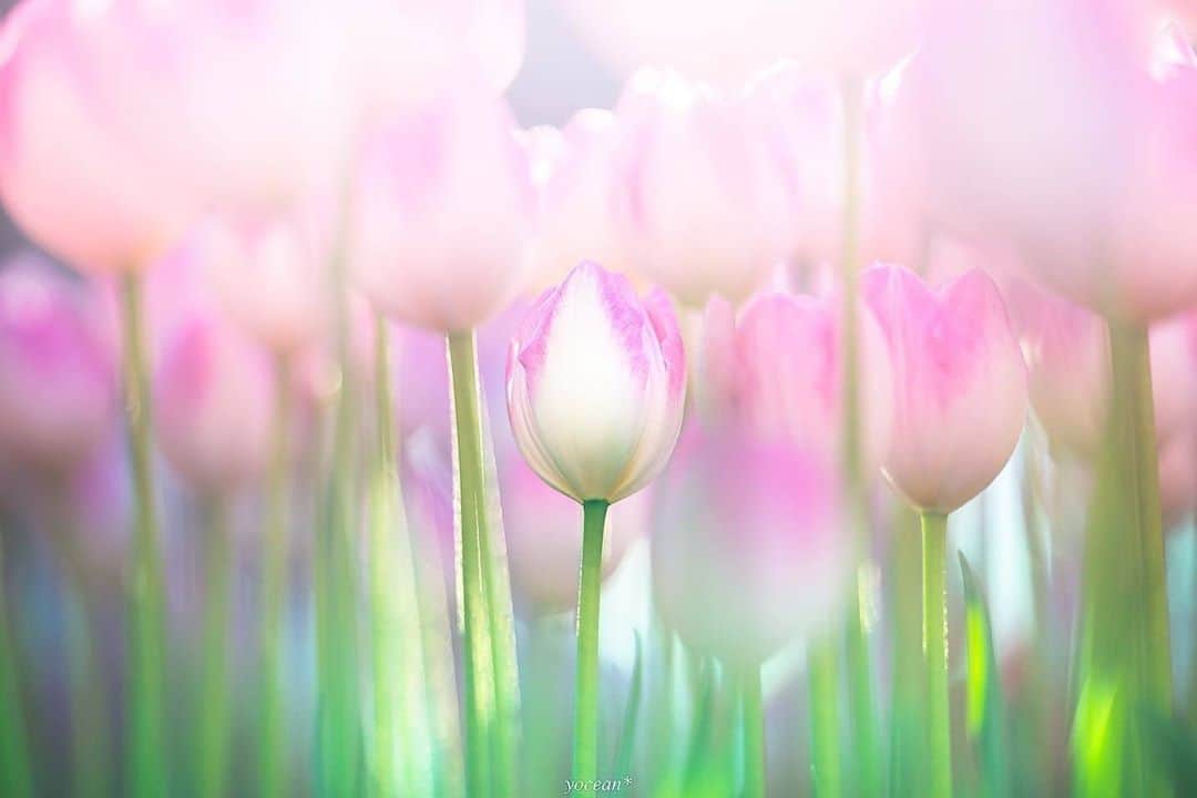 花の写真館のインスタグラム：「Photo by @yoceantoi.⠀ https://instagram.com/yoceantoi/⠀ .⠀ Original Post[投稿いただいたURL]⠀ https://www.instagram.com/p/B7ODRKJAujz/⠀ .⠀ 本アカウントは、 #私の花の写真 をつけてInstagramに投稿された皆さまの花の写真や、「花の写真館」Facebookページで投稿された花の写真を紹介します。⠀ 「花の写真館」Facebookページは、「 @floral.photograph 」のプロフィールにあるURLからご覧ください。⠀ .⠀ ※各自、政府、自治体など公的機関の指示に従った行動をお願いします。⠀⠀ 東京カメラ部および分室では、写真を「見る楽しみ」を提供することを通して、微力ながら皆様にわずかな時間でも癒しをお届けしたいと思っております。⠀ ※本アカウントは東京カメラ部がFacebook、Instagramのサービスを利用して運営しているもので、Facebook社・Instagramとは一切関係ありません。⠀ .⠀ #花の写真館 #floralphotograph #floralphoto #flower #flowers⠀ Follow: @floral.photograph」