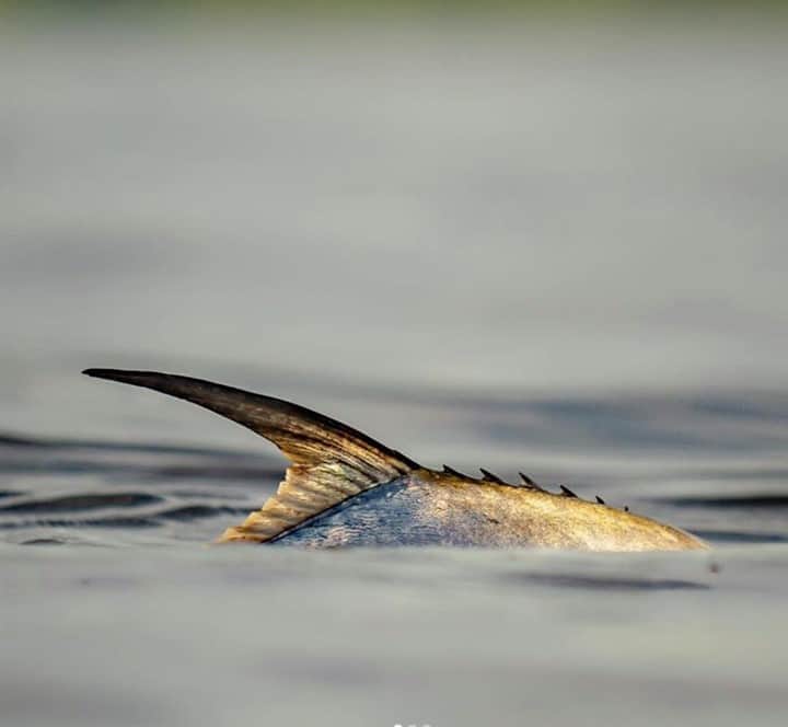Costa Sunglassesのインスタグラム：「Palometa pop-up. 📷: @davidmccleafphoto #SeeWhatsOutThere #BornOnTheWater」