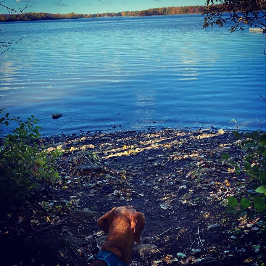 ナターシャ・ピュリッチのインスタグラム：「🍁🐶💜 #pierrefonds #quebec #happythanksgiving」