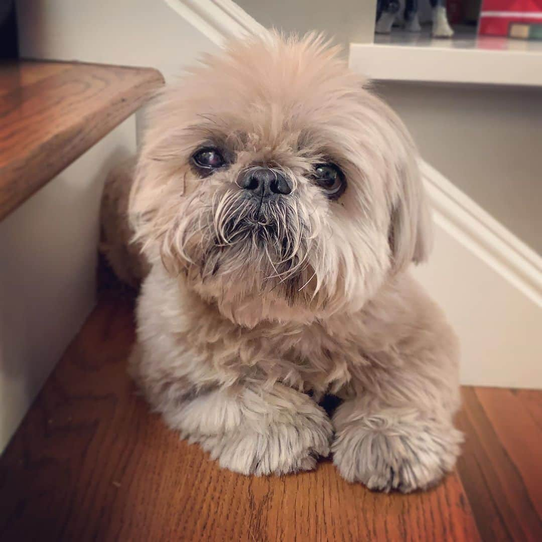 Dougie the Shih Tzuさんのインスタグラム写真 - (Dougie the Shih TzuInstagram)「Scruffy Sunday」10月12日 5時44分 - dailydougie