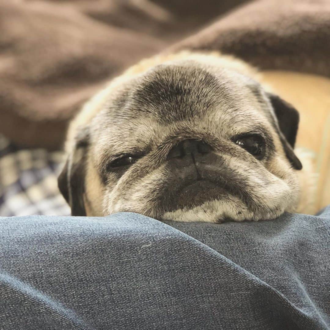 八兵衛のインスタグラム：「Hachibei 🐶 * * * 暑い時期に入院した 父が軽くなって 家に帰ってきました🌈 じーちゃんに久しぶりに 挨拶した八兵衛。　 * * *  #ほぼ黒パグ #おじいちゃん犬 #pug #puggy #puglife #puglove #petstagram #pugstagram #pugsofinstagram #pugs #dog #ふわもこ部  @igersjp #IGersJP #east_dog_japan #pecoイヌ部 #八兵衛 #はちべえ #sippoストーリー」