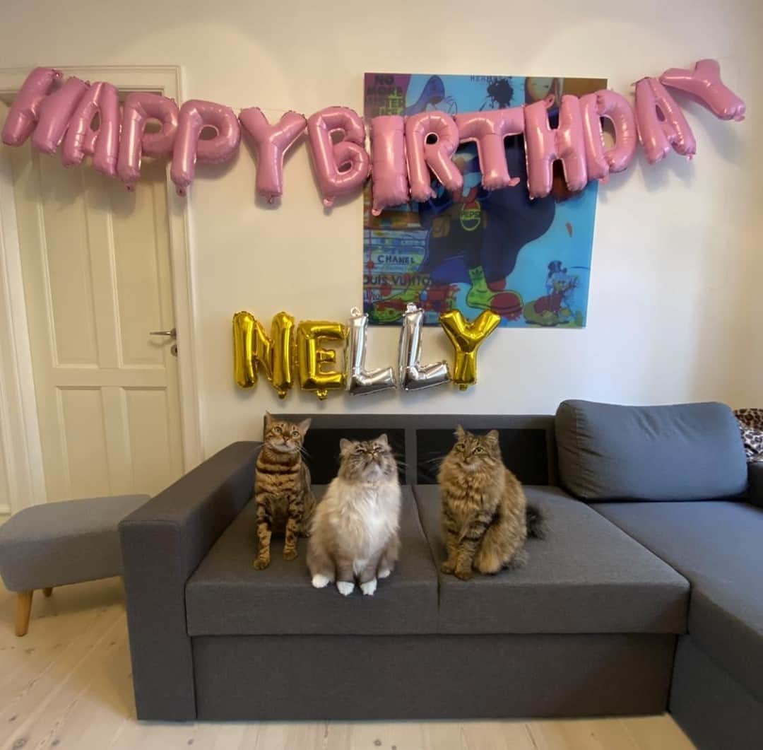 Aww Clubさんのインスタグラム写真 - (Aww ClubInstagram)「Happy birthday my furriend Nelly 🎂, thequeen is turning 5 today ⠀ ⠀ 📷@missenell⠀ ⠀ #meowed #missenell #birman #ragdoll #bengal #rescuedcat #Nelly #Gilbert #Nala #adoptdontshop #happybirthday #🎂」10月11日 21時46分 - meowed