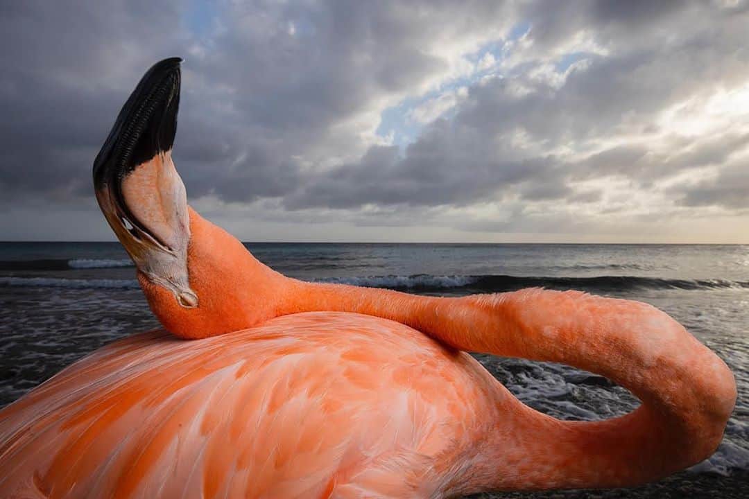 thephotosocietyさんのインスタグラム写真 - (thephotosocietyInstagram)「Photo by @jasperdoest  Flamingo Bob enjoys his time out on the beach.  As a full-time vet who runs a wildlife rescue and does educational visits with Flamingo Bob @fdoccuracao, plus being a single mom and a phD candidate…my cousin Odette has quite a busy life. But as much as Odette regrets that she wasn’t able to give Flamingo Bob a life back in the wild, the feeling that together they're able to make a difference for nature conservation in Curaçao comforts her. And whenever she can, she takes him to one of the local beaches to enjoy the outdoors.  #followme @jasperdoest to learn more about Flamingo Bob and MEET BOB, a unique book to support a spokesbird for environmental awareness that is now available for pre-order.   @thephotosociety @natgeo #meetbob #flamingobob #flamingo #curacao #fundraiser #booklaunch #shareifyoucare」10月11日 22時11分 - thephotosociety