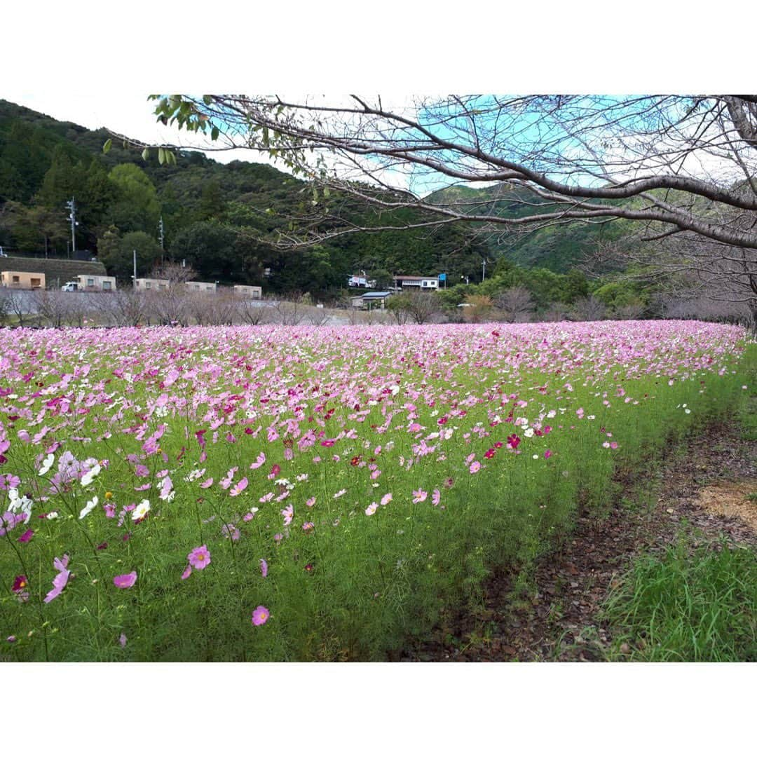 西村志野のインスタグラム