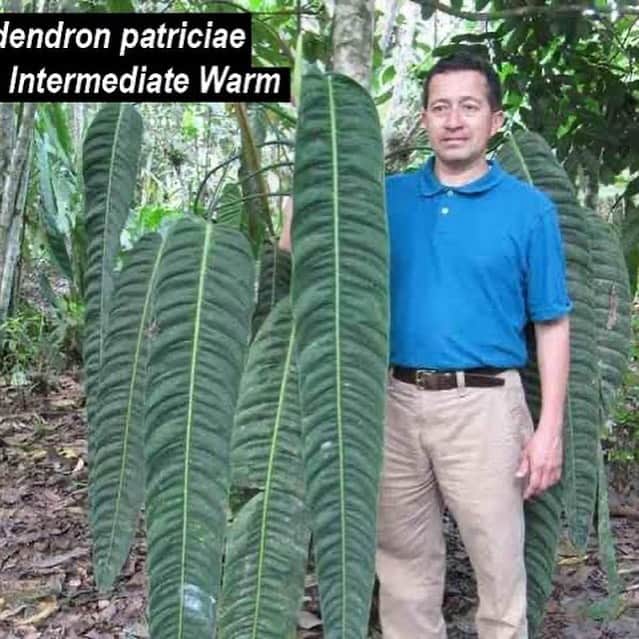 フィロデンドロン パトリシアエ　2株 フィロデンドロン・パトリシアエ Philodendron 