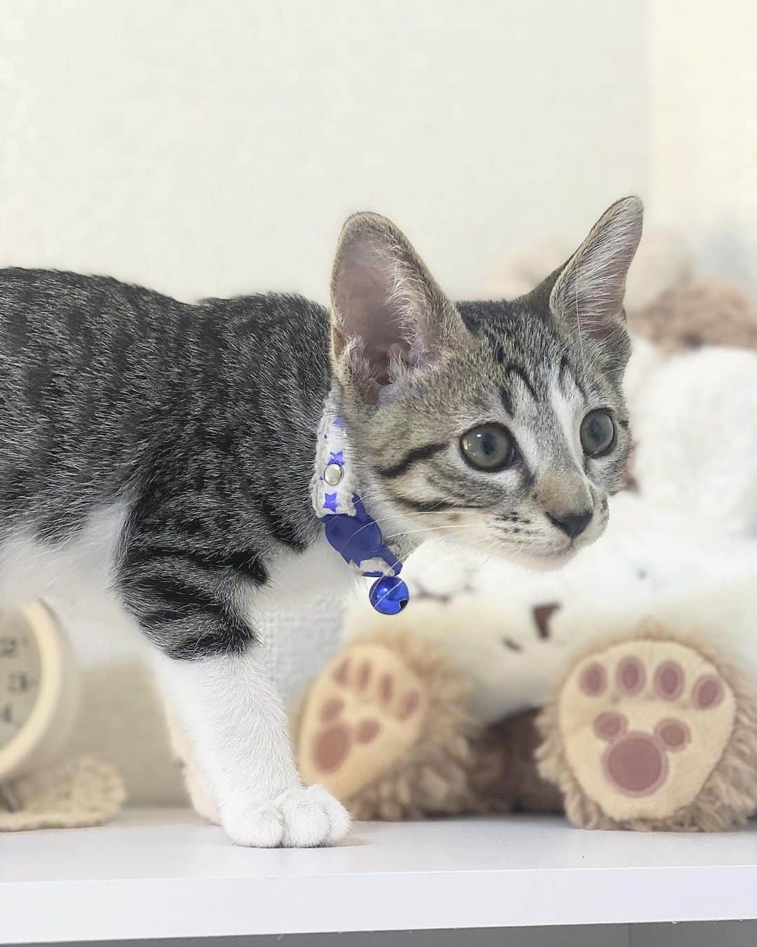 星見 蒼央＊Hoshimi aoさんのインスタグラム写真 - (星見 蒼央＊Hoshimi aoInstagram)「#newお猫様 ・ 家族が増えました¨̮♡ ・ もなぴよがこの1ヶ月、 ずっと鳴いて寂しそうにしてたので、 新たに保護猫ちゃんをお迎えすることに☺️ ・ キジシロのおとこのこ。 ・ 名前は『おはぎ』になりました🤤 ・ まだフーシャーしてるんだけど、 これから仲良くなっていく事を願って見守ります❤️ ・ #キジシロ#猫 #お猫様#猫のいる暮らし  #保護猫#保護猫と暮らす #かわいい#癒し #やんちゃボーイ #よろしくね」10月11日 22時34分 - aohoshi_