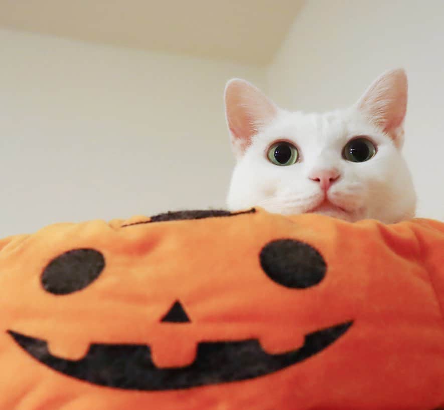 のインスタグラム：「✼ 🤍 🎃 * 今日は一日中寝てしもた😪 ニャンズと一緒に❤️ * * おめでとう🎉 #ブルースちゃんhappy6thbirthday2020 * * #ねこは人を笑顔にする #シマホレスキュー #シマホネコダスケ #猫カレンダー2022参加したい #WPE2020秋フォトグランプリ * #peppyハロウィン2020 #ハロウィンにゃんこ #rハロウィン #ペティオハロウィン #StandbymeProject #ペトラフ #ペトラフハロウィン2020 * #catsofinstagram #IGersJP #rakutenpet #nyancon01 #mmts_nekotomo #petokotolife #無敵の親バカ同盟 #ふわもこ部 #ペコねこ部 #peppyフォト部 #ねこのきもち #サンデイ #sippoストーリー #我が家のキャティーマン * #fukuhakucha #marikill66_1011 #fukukohakuchahalloween」