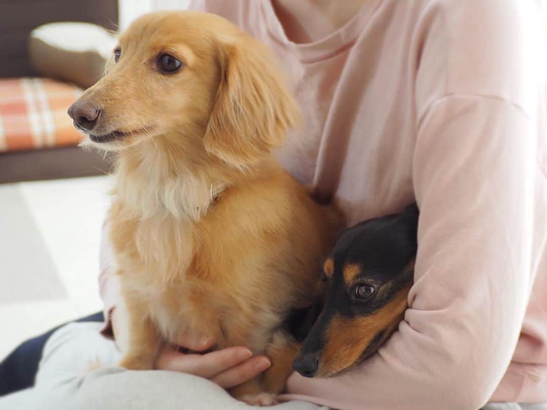 のインスタグラム：「膝の上のそらともも🐶🐾🐶 ☺︎ ぎゅーぎゅー過ぎて ももの顔がキツネさんみたいになってるんだけど😅 本人意外に快適なのか寝ちゃってるよ ☺︎ #密です#膝の上#ぎゅーぎゅー#どちらも譲らない#もも踏まれてない？#みんなでくっついたらあったかいね #仲良し#そらともも#とお姉ちゃん #ダックス#ミニチュアダックス #dachshund #miniaturedachshund」