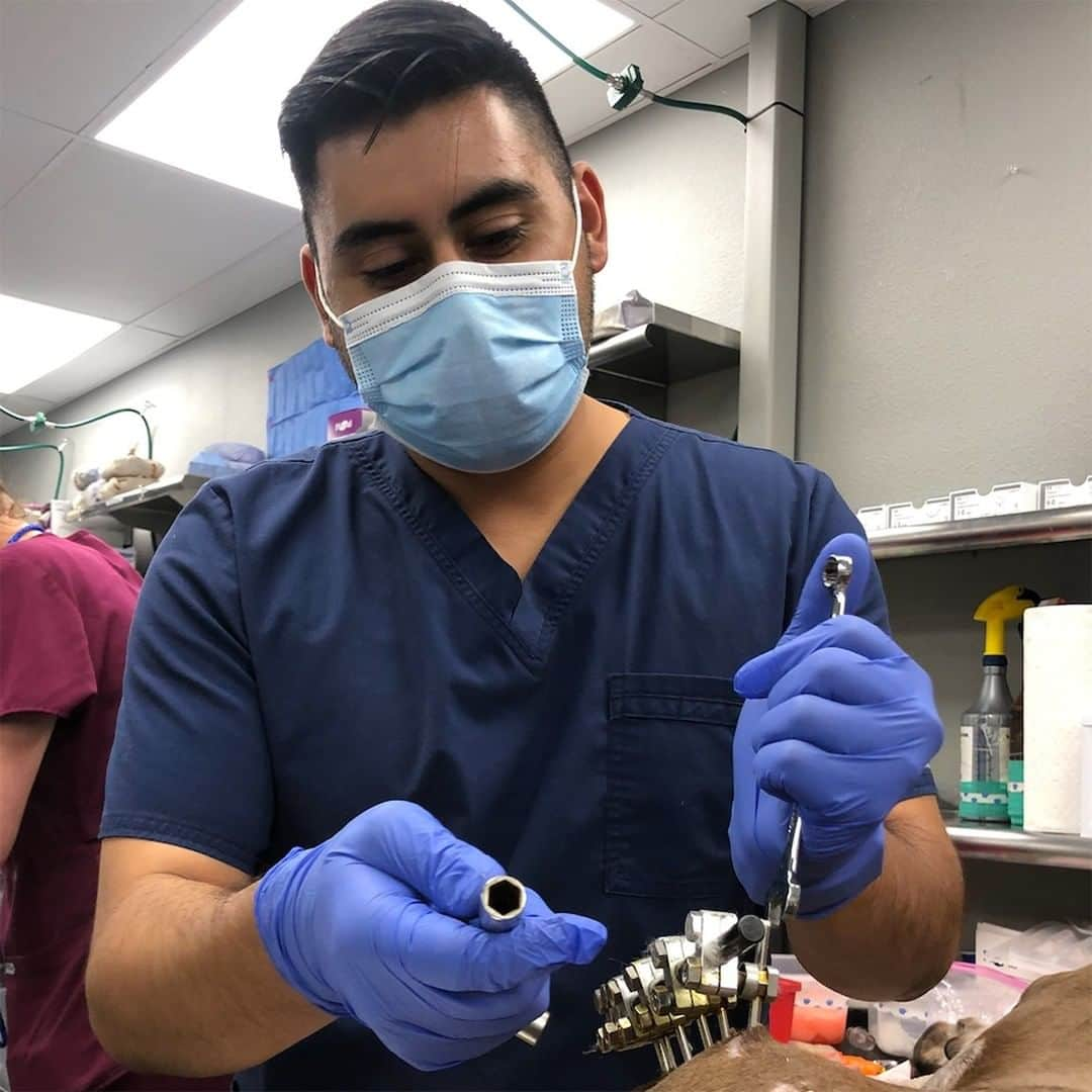 アニマルプラネットさんのインスタグラム写真 - (アニマルプラネットInstagram)「Happy National Veterinary Technician Week! Vet techs play crucial roles in caring for animals, whether they’re holding a scared dog during an exam, assisting veterinarians in surgery, or providing cuddles when pets are in need of some TLC. Thanks for everything you do!  . . . . . . . #animalplanet #vettech #veterinarytechnicial #veterinarymedicine #veternarian #drjeff #drjeffrockymountainvet #animals #pets #vetclinic #animalhospital」10月11日 23時00分 - animalplanet