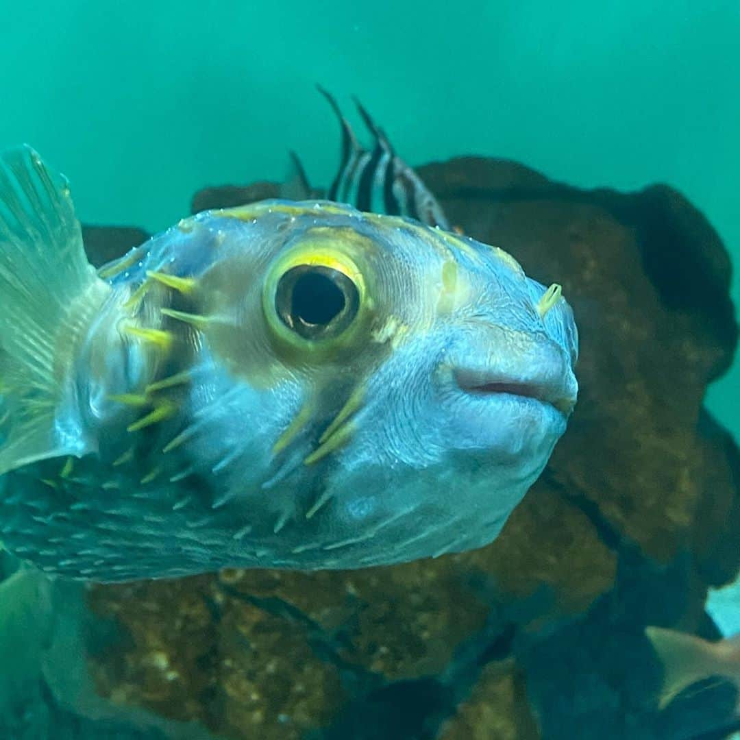 柴真緒さんのインスタグラム写真 - (柴真緒Instagram)「葛西臨海水族館🐟 ファンサのすごいサザングローブフィシュ。  #水コン #徽音祭 #水族館」10月11日 23時10分 - mao.shiba_