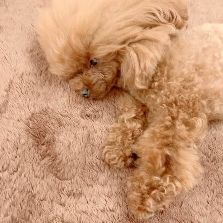 町田亜里香のインスタグラム：「あんちゃんが、ねっぺしました。 2020.10.10 . . . #プードル #poodle #ティーカッププードル  #タイニープードル #プードルレッド  #ねっぺ #可愛い #癒し #犬のいる暮らし  #inustagram #わんこのいる生活」