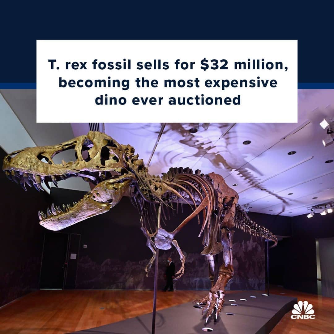 CNBCさんのインスタグラム写真 - (CNBCInstagram)「Woah. 🦖⁠ ⁠ A fossilized Tyrannosaurus rex, nicknamed Stan, sold at auction for $31.85 million, becoming the most expensive dinosaur fossil ever sold. The 67-million-year-old specimen, one of the most famous T. rex fossils because of its good condition, crushed its original sale estimate of $6 million to $8 million.⁠ ⁠ Stan is one of only about 50 T. rex fossils ever discovered, with most displayed in museums. It has been on display for years at the Black Hills Institute of Geological Research in Hill City, South Dakota. It is one of the most complete T. rex fossils ever found, with 188 bones, its head in pristine condition and over 11-inch long teeth. It has often been used as the model for T. rex figurines and depictions.⁠ ⁠ More details at the link in bio.⁠」10月11日 23時30分 - cnbc