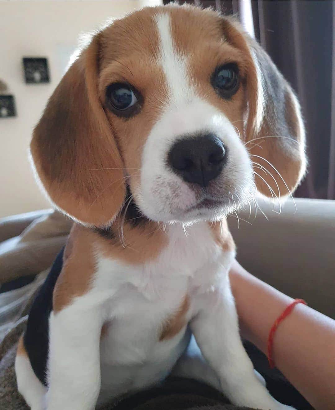 のインスタグラム：「So cute By @gigi_girl_thebeagle」