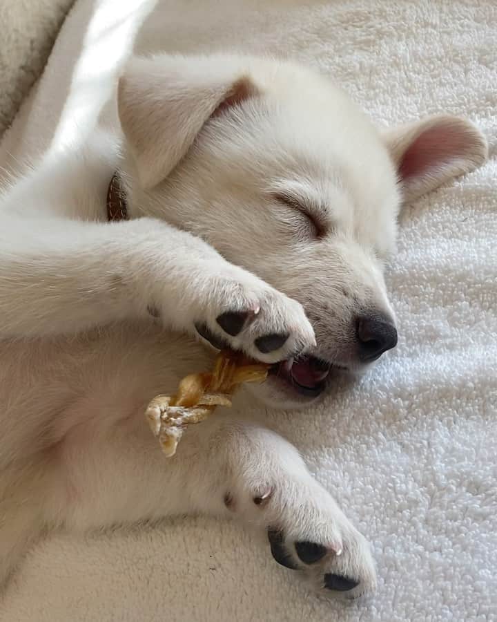 のインスタグラム：「👋🏼 Hi! I’d like to introduce to you the newest member of our 🐾 family….this is (a very tired) Lord Chesterfield ❤️. He stole my heart immediately. A HUGE thank you to @wagmorpets for the incredible work you do. Grateful you take such great care of these rescues and find them their forever homes🙏🏼」