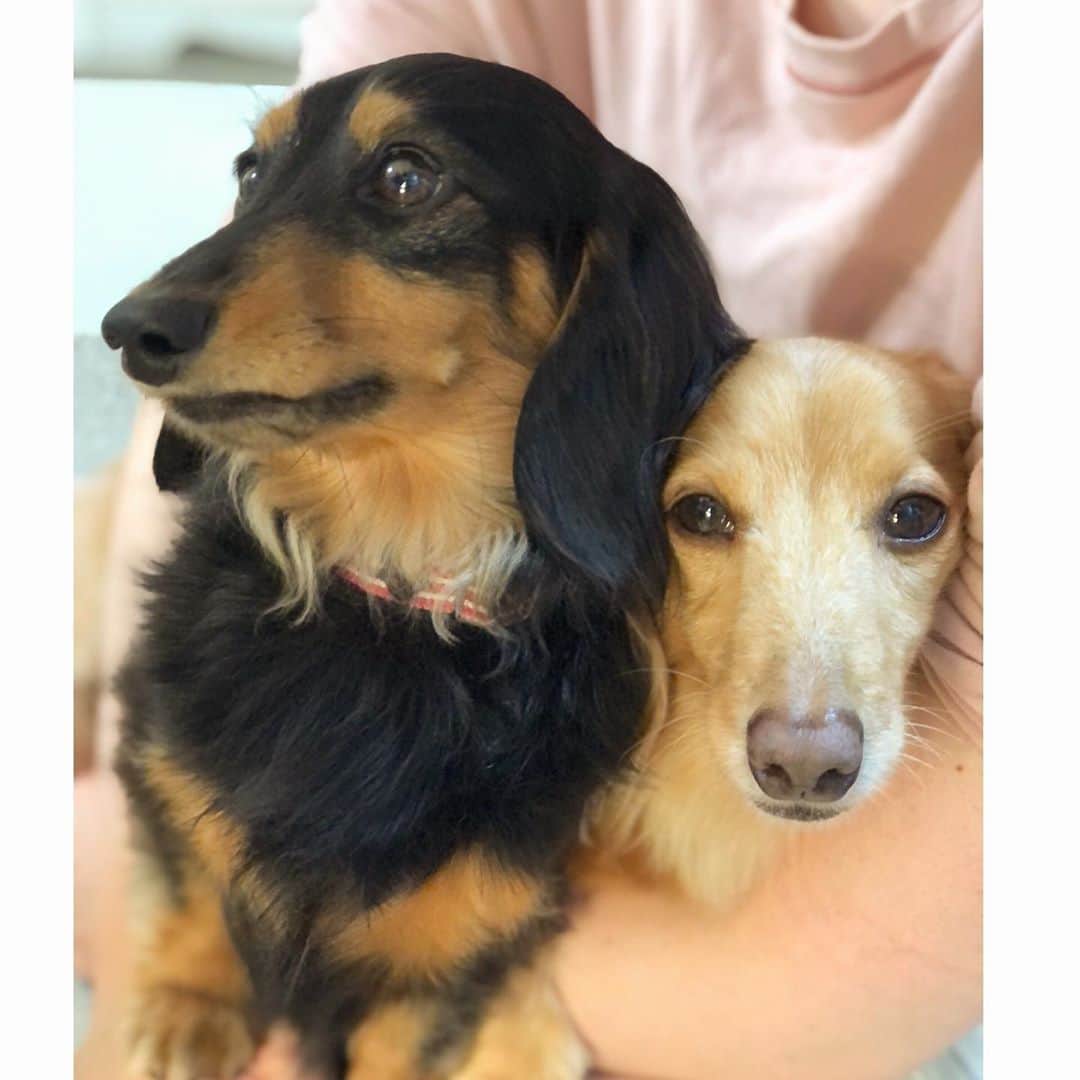 のインスタグラム：「膝の上のそらともも🐶🐾🐶 ☺︎ iPhoneでしか撮れなかったそらももの位置が反対になってる写真 そら〜大丈夫〜？😂 ☺︎ #密です#膝の上ぎゅーぎゅー#何やら得意げなもも#ちょっと困ってるそら#写りが悪いけど#笑える#仲良し#そらともも#とお姉ちゃん #ダックス#ミニチュアダックス #dachshund #miniaturedachshund」