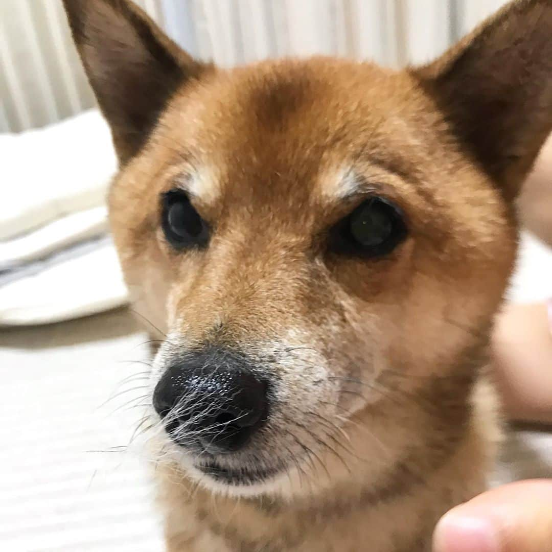 柴犬はなこ Shibainu Hanakoさんのインスタグラム写真 - (柴犬はなこ Shibainu HanakoInstagram)「あのぅ、ムズムズしませんか？🤧　Well,you feel something wrong? #shiba #dog #shibainu #犬 #柴犬」10月11日 23時49分 - kiki_beee