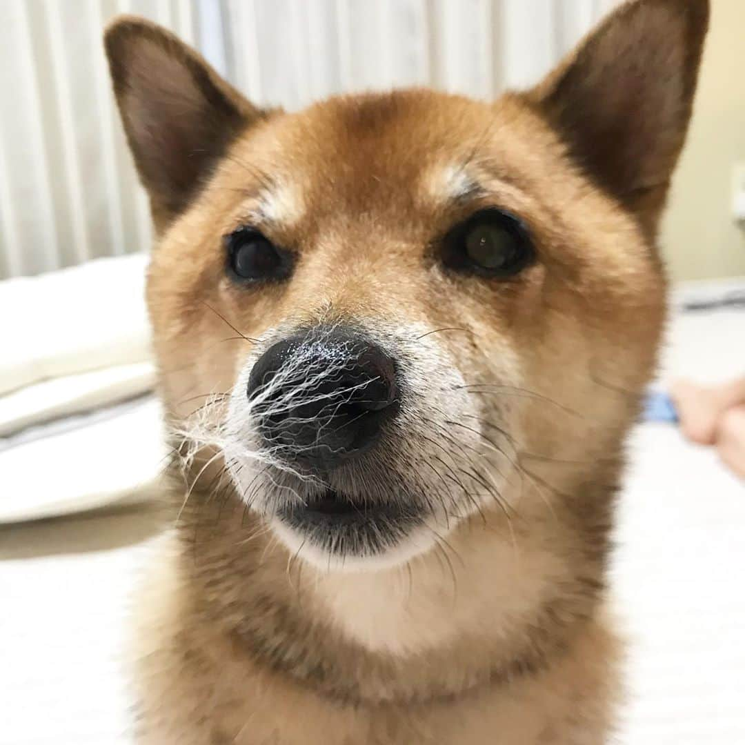 柴犬はなこ Shibainu Hanakoさんのインスタグラム写真 - (柴犬はなこ Shibainu HanakoInstagram)「あのぅ、ムズムズしませんか？🤧　Well,you feel something wrong? #shiba #dog #shibainu #犬 #柴犬」10月11日 23時49分 - kiki_beee