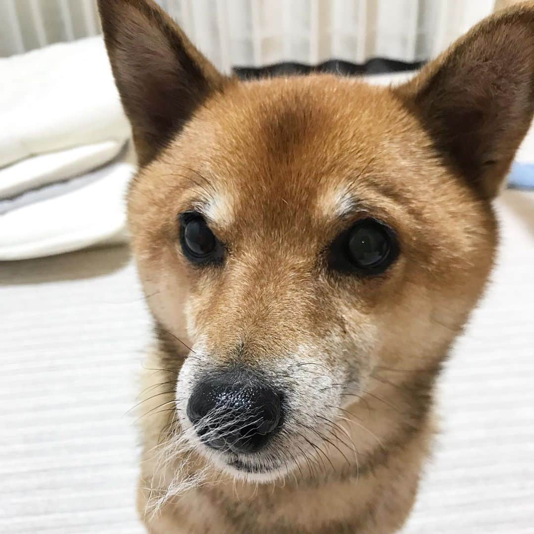 柴犬はなこ Shibainu Hanakoさんのインスタグラム写真 - (柴犬はなこ Shibainu HanakoInstagram)「あのぅ、ムズムズしませんか？🤧　Well,you feel something wrong? #shiba #dog #shibainu #犬 #柴犬」10月11日 23時49分 - kiki_beee