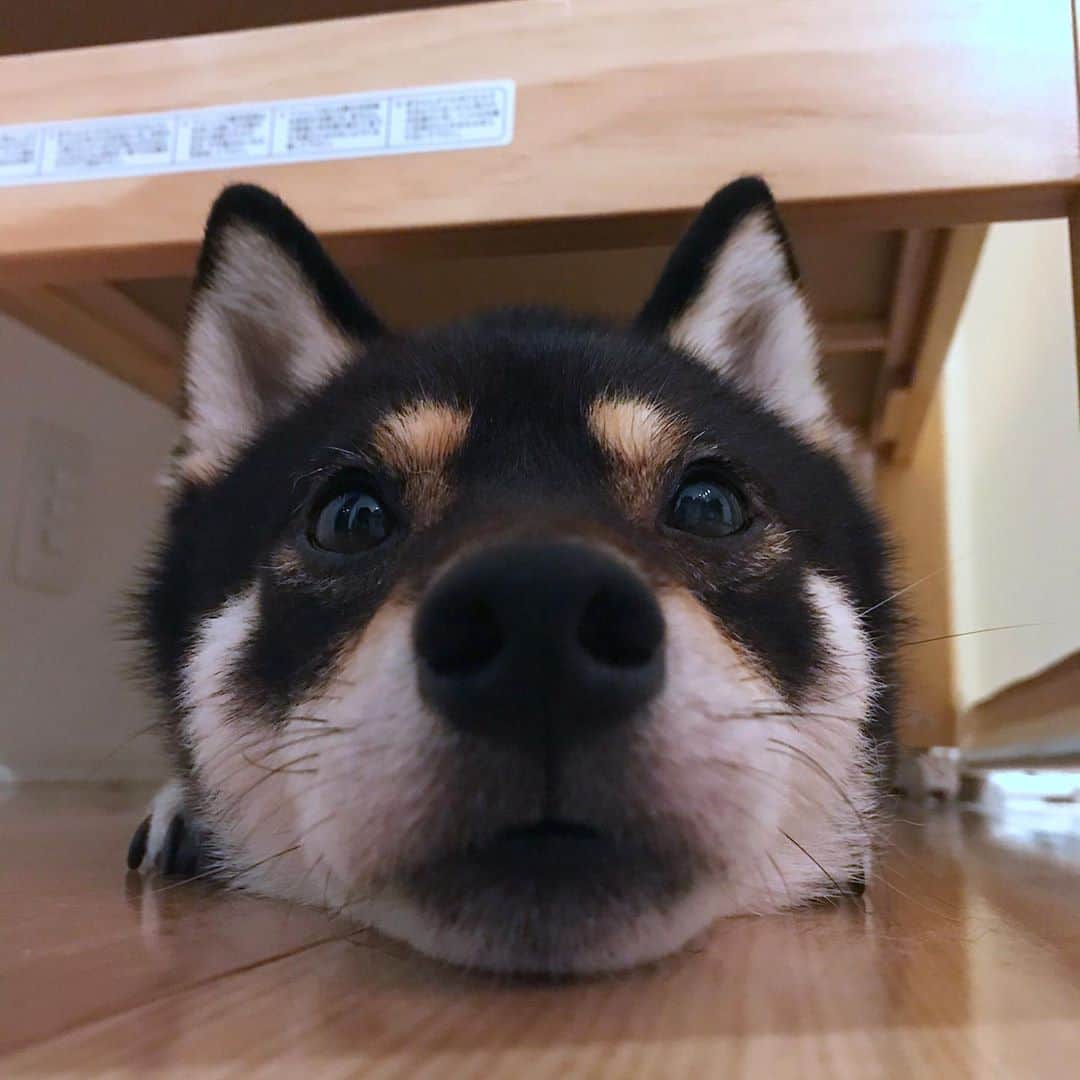 まめ丸のインスタグラム：「* * ちび丸くんと2段ベッドで おやすみなさーい🐶💓 #ベビーベッドの下のまめ丸 * #2段ベッド #まめ丸とちび丸 シリーズ * #柴犬#豆柴#柴#黒柴#犬#いぬのきもち#shiba#shibainu#shibastagram#shibadog#puppy#instadog#dogstagram#dog#instashiba#petstagram#pet#cutepetclub#강아지#멍스타그램#doglover#ilovemydog#weeklyfluff#まめ丸ツムツム」