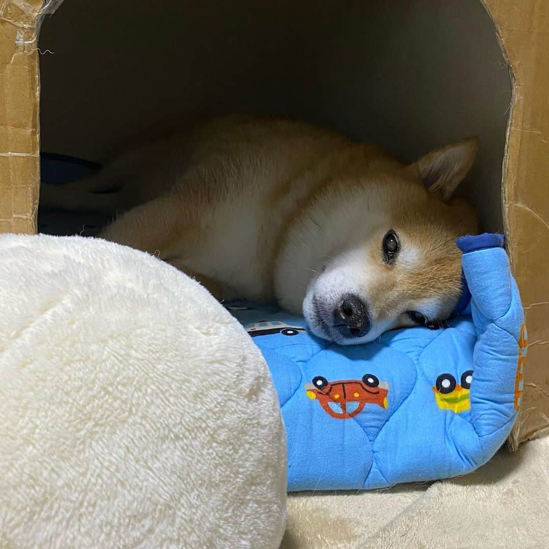 まる（まるたろう）さんのインスタグラム写真 - (まる（まるたろう）Instagram)「Good night!✨🐶💤✨しろたんも一緒に寝る？ #いいよ #そろそろ寒くなってきたし #おいで #ちょっと狭いけどね #最初見た時 #雪見だいふくかな🤔ってオモタヨ #オイシソデスネ」10月12日 0時10分 - marutaro