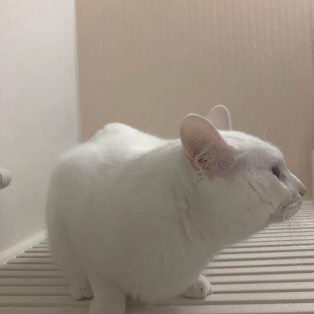 藤村結衣さんのインスタグラム写真 - (藤村結衣Instagram)「#猫のいる暮らし」10月12日 0時34分 - __iammaru