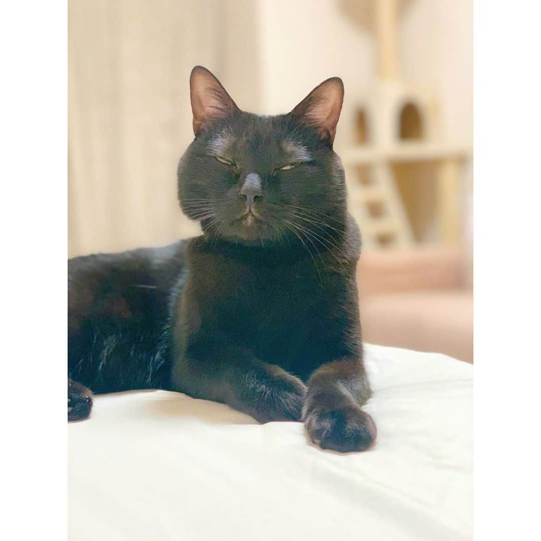 松浦雅さんのインスタグラム写真 - (松浦雅Instagram)「面白すぎる、どんな感情よ #にゃんすたぐらむ #黒猫 #猫 #🐈 #保護猫 #事故画  最後のはかわいいよちゃんと #おやすみ」10月12日 0時39分 - m.miyabi614