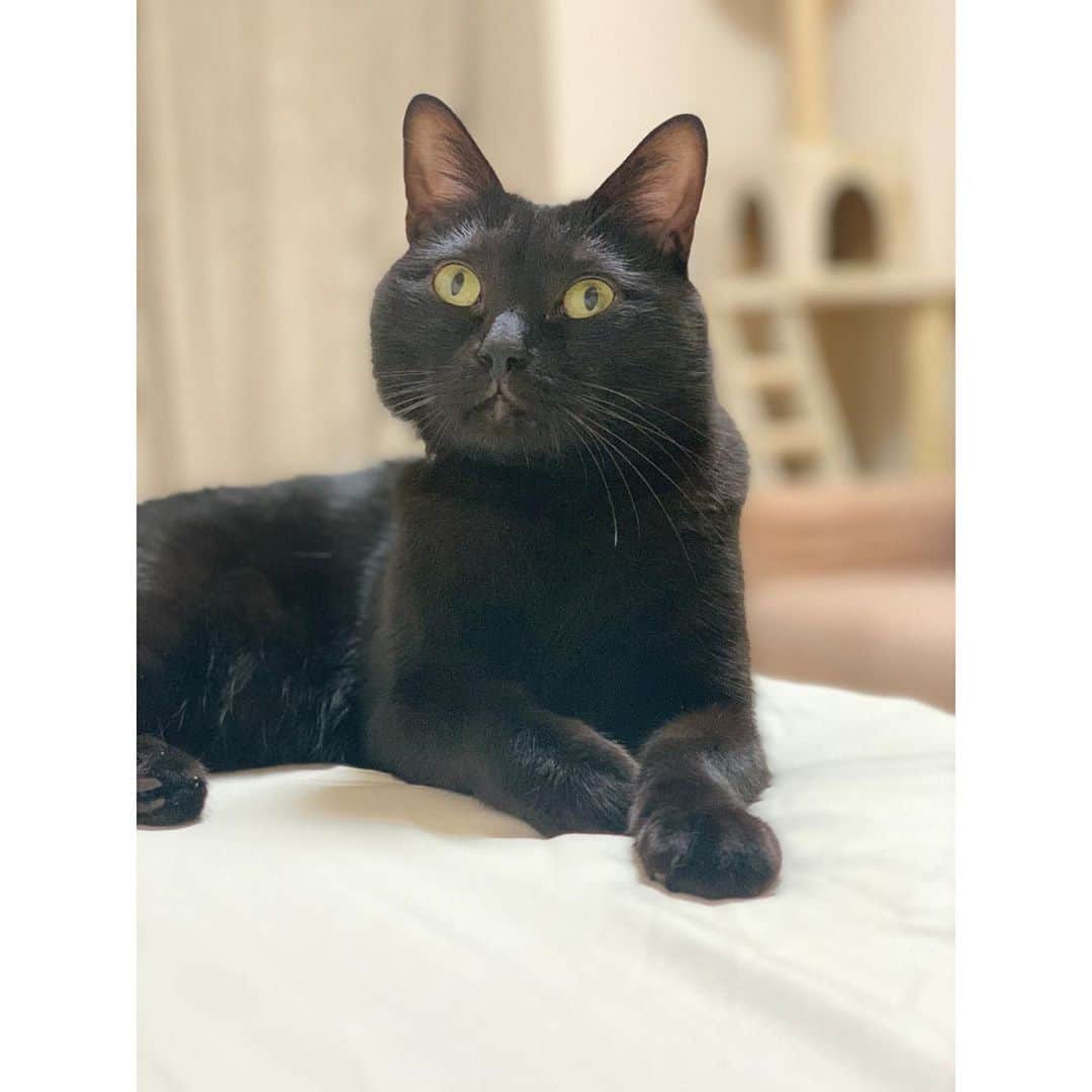 松浦雅さんのインスタグラム写真 - (松浦雅Instagram)「面白すぎる、どんな感情よ #にゃんすたぐらむ #黒猫 #猫 #🐈 #保護猫 #事故画  最後のはかわいいよちゃんと #おやすみ」10月12日 0時39分 - m.miyabi614