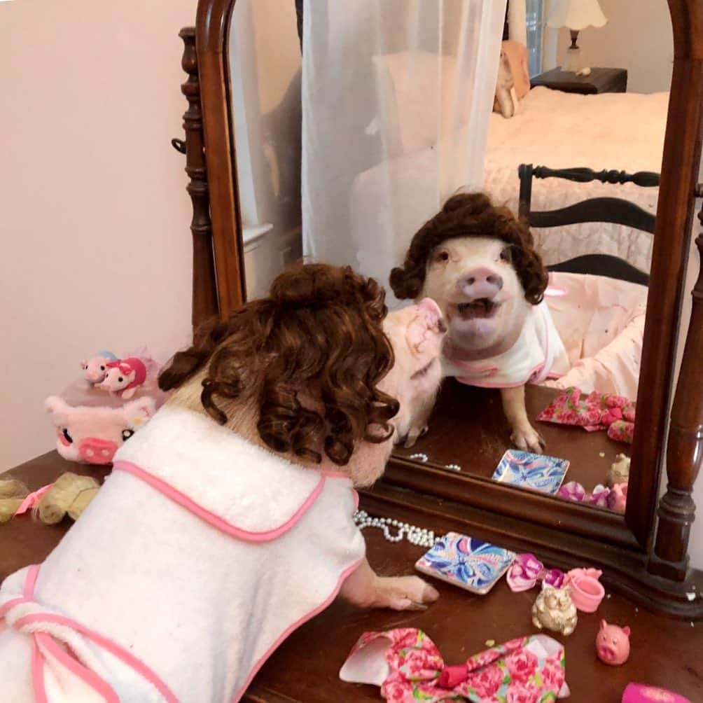 Priscilla and Poppletonさんのインスタグラム写真 - (Priscilla and PoppletonInstagram)「Getting ready for Sunday brunch! I’m thinking about going brunette for the fall. I’m picturing it with a nice, orange, pumpkin suit. What do y’all think?💕🐷💇🏻‍♀️#glamham #sundaybrunch #brunette #PrissyandPop」10月12日 0時42分 - prissy_pig