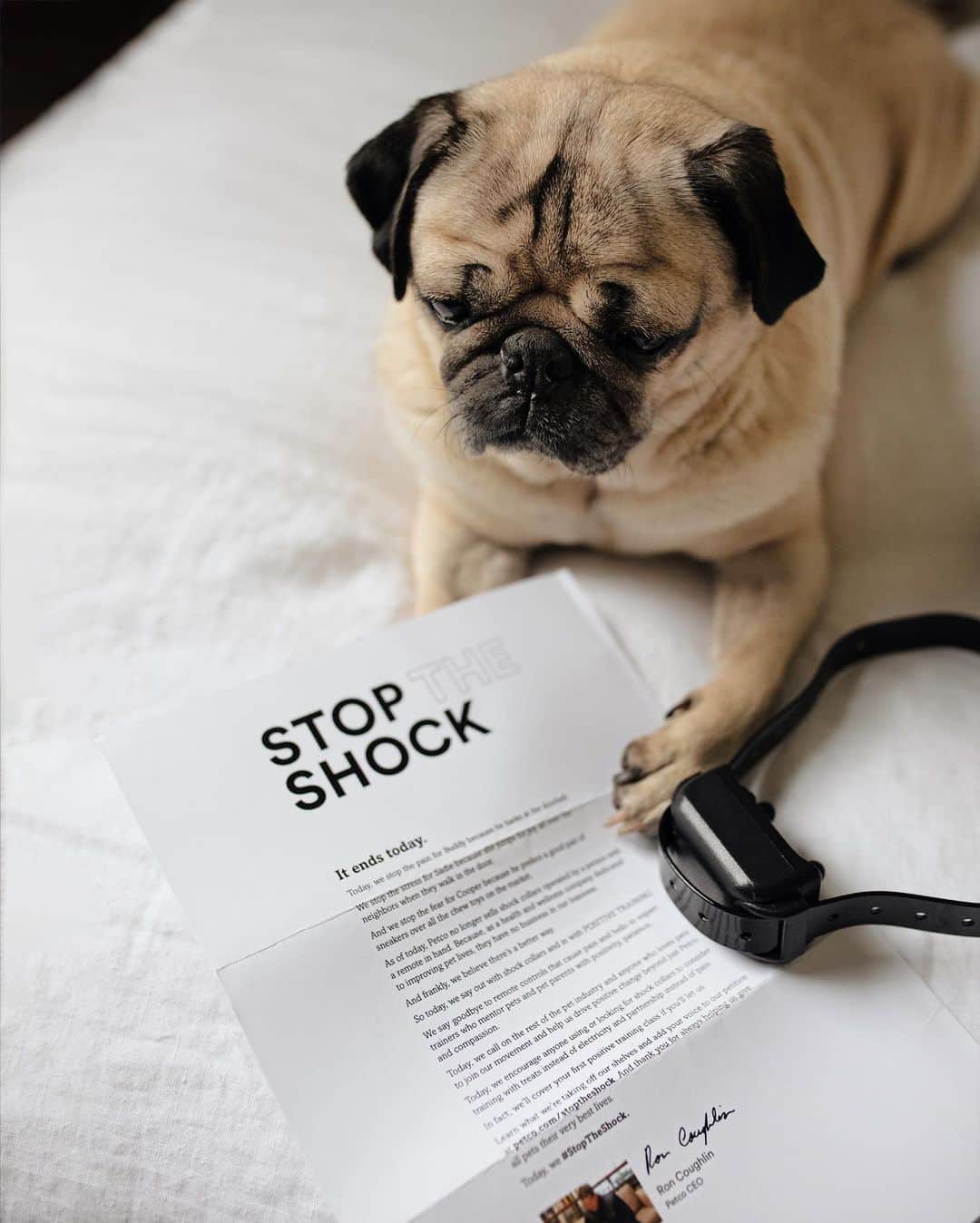 itsdougthepugさんのインスタグラム写真 - (itsdougthepugInstagram)「Dogs deserve nothing but love, kindness, and happiness. That’s why I’ve partnered with my friends at @petco to #StoptheShock, where they are banning the retail sale of shock collars for dogs. They have also started a petition where u can show ur support as well - Go check out my stories to sign the petition!! #sponsored #petco」10月12日 0時46分 - itsdougthepug