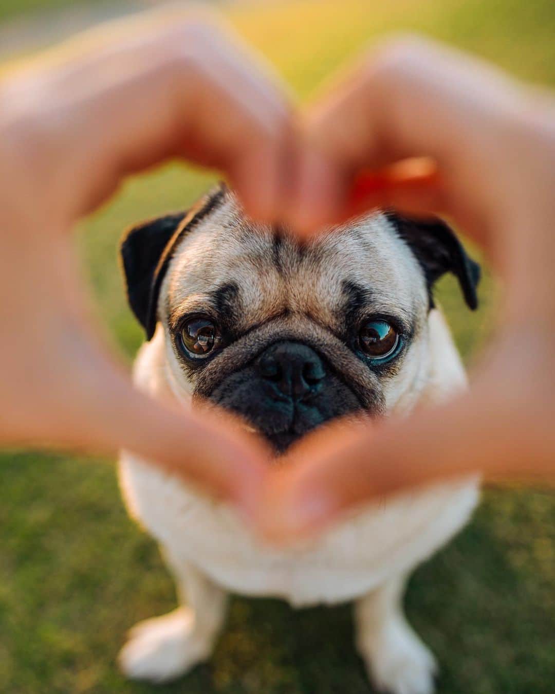 itsdougthepugさんのインスタグラム写真 - (itsdougthepugInstagram)「Dogs deserve nothing but love, kindness, and happiness. That’s why I’ve partnered with my friends at @petco to #StoptheShock, where they are banning the retail sale of shock collars for dogs. They have also started a petition where u can show ur support as well - Go check out my stories to sign the petition!! #sponsored #petco」10月12日 0時46分 - itsdougthepug