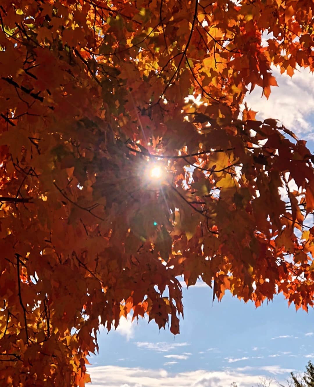 ディラン・モスコビッチのインスタグラム：「"Autumn... the year's last, loveliest smile." - William Cullent Bryant⁠」